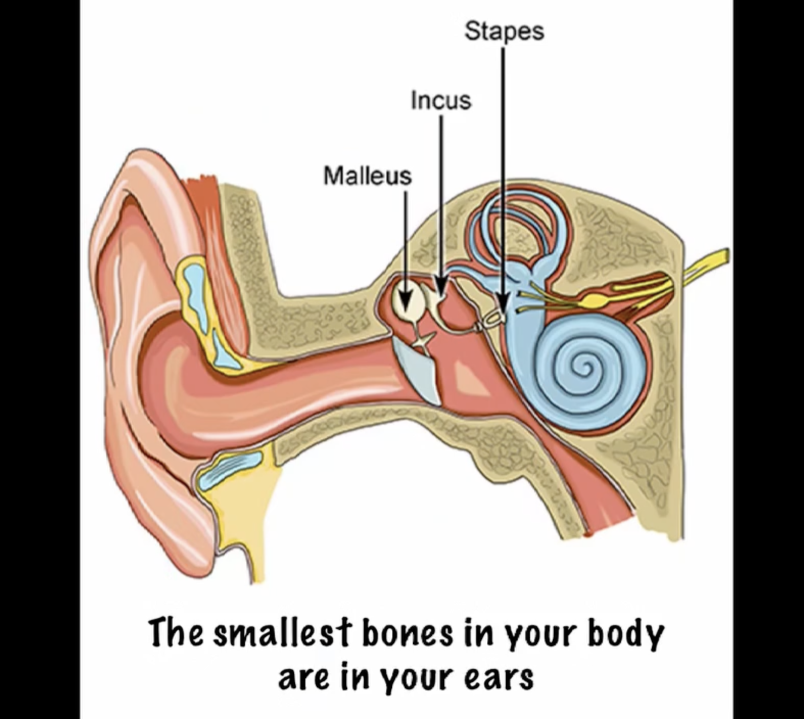 Fun Facts About Your Ear